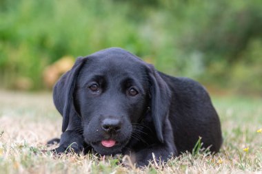 11 haftalık siyah Labrador portresi çimlerin üzerinde dinleniyor.