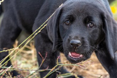 Bahçedeki 8 haftalık siyah Labrador köpeğinin şirin portresi.