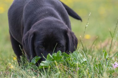 Bahçeyi keşfeden 8 haftalık siyah Labrador köpeğinin şirin portresi.