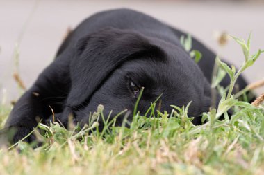 8 haftalık siyah Labrador köpeğinin çimenlerde yatan şirin portresi.