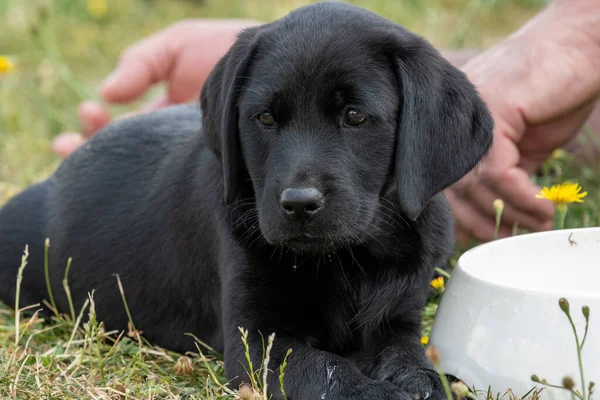 Aranyos Portré Egy Hetes Fekete Labrador Kiskutyáról Aki Füvön Tulajdonosával — Stock Fotó