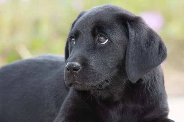 Roztomilý Portrét Osmitýdenního Černého Labradorského Štěněte — Stock fotografie