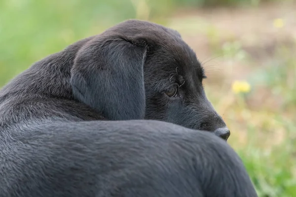 Retrato Bonito Cachorro Labrador Preto Semanas — Fotografia de Stock