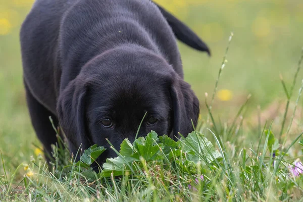 Söt Porträtt Veckor Gammal Svart Labrador Valp Utforska Trädgården — Stockfoto