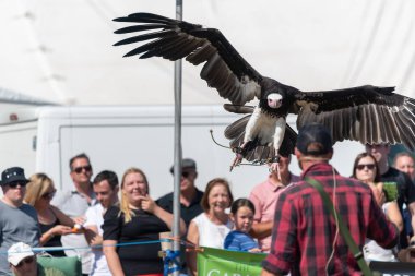 Blandford Forum.Dorset.Birleşik Krallık. 24 Ağustos 2019. Kukuletalı bir akbaba (nekrosyrtes monachus) Büyük Dorset Buhar Fuarı 'nda bir şahin gösterisi için uçuyor..
