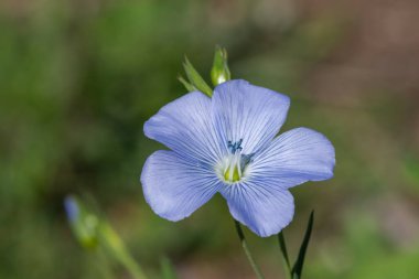 Çiçek açan bir keten tohumu (linyum usitatissimum) çiçeğini kapat