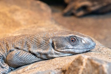 Savana monitörünün (varanus exanthematicus) esaret altındaki portresini kapat