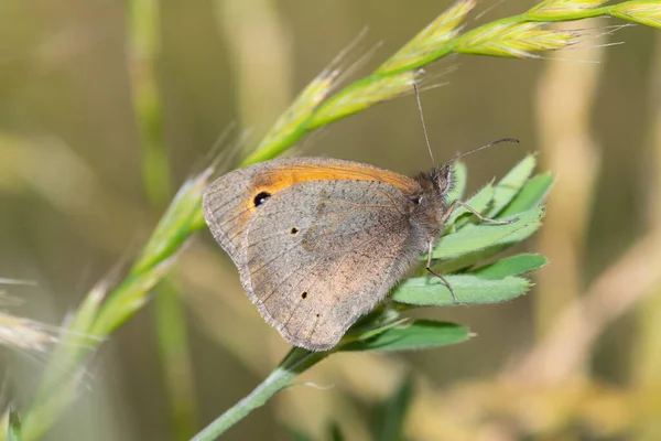 Close Meadow Brown Maniola Jurtina Butterfly Plant — Stock Photo, Image