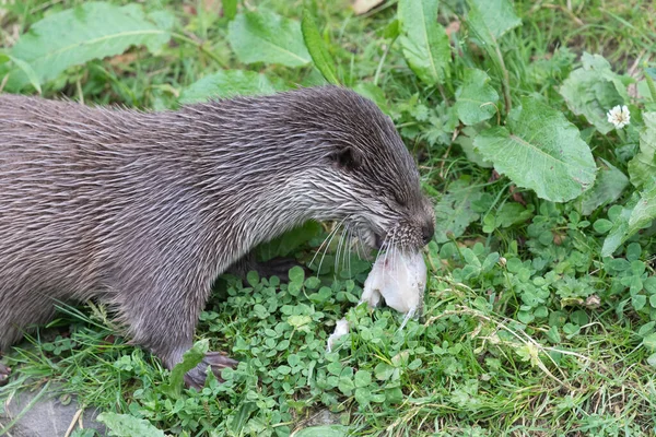 Närbild Euroasiatisk Utter Lutra Lutra Äta Fisk — Stockfoto