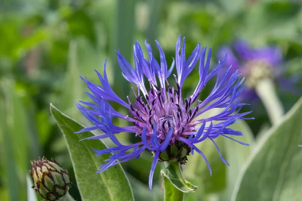 Uzun ömürlü bir çiçek (centaurea montana) çiçeğinin açılışını kapat
