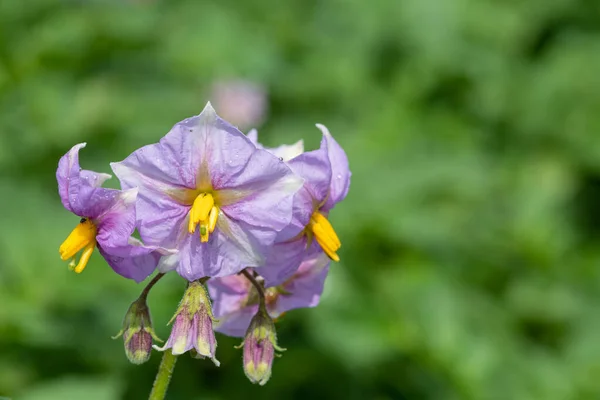 Çiçek açan pembe patates çiçeklerini kapat.