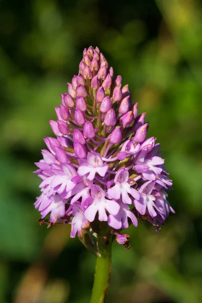 Detailní Záběr Pyramidové Orchideje Anacamptis Pyramidalis Rozkvětu — Stock fotografie