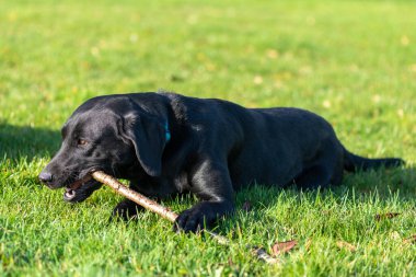 Bahçede sopa çiğneyen siyah labrador portresi.