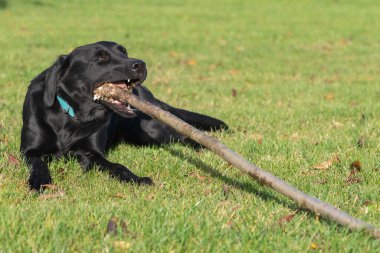 Çubuk çiğneyen siyah bir Labrador 'un portresi