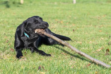 Çubuk çiğneyen siyah bir Labrador 'un portresi