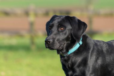 Bahçedeki sevimli, siyah bir Labrador 'un kafasından.