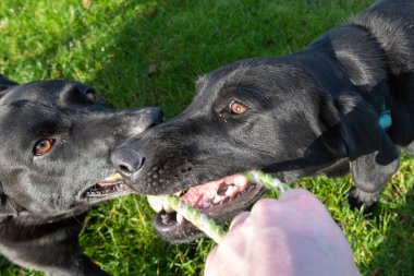 Bir köpek sahibiyle çekiştirmece oynayan iki siyah labradorun portresi.