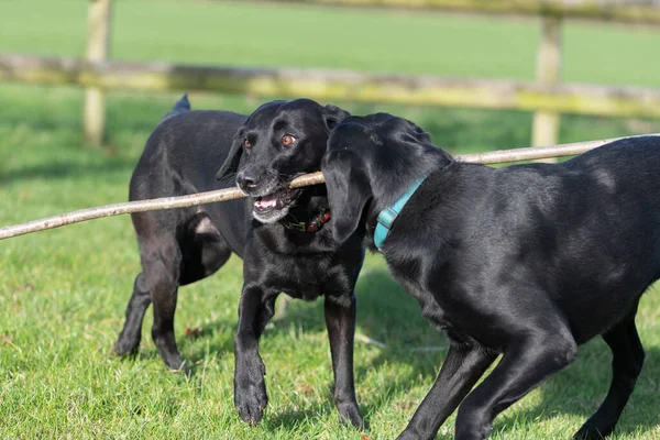 Twee Zwarte Labradors Spelen Met Een Stok Bij Elkaar — Stockfoto