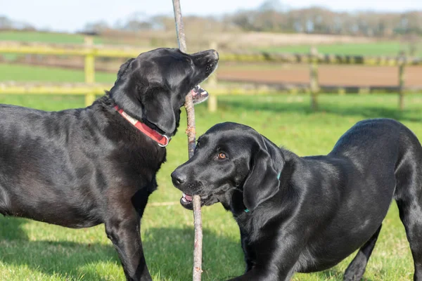 Két Fekete Labrador Egy Bottal Játszik Együtt — Stock Fotó