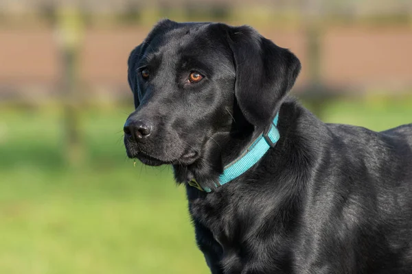 Kopfschuss Eines Niedlichen Schwarzen Labradors Garten — Stockfoto