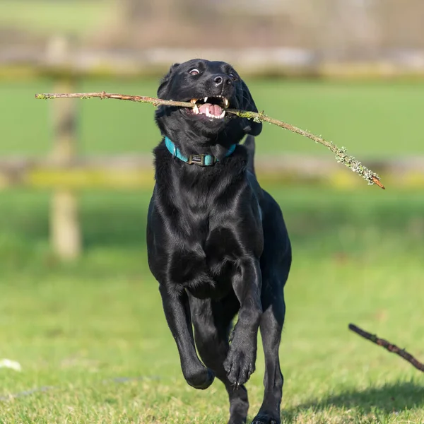 Close Van Een Jonge Zwarte Labrador Loopt Met Een Stok — Stockfoto