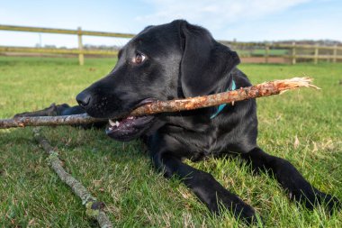 Sopa çiğneyen genç bir labrador portresi.