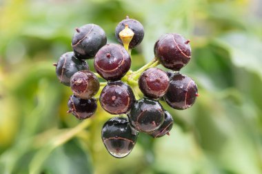 Olgun, yaygın sarmaşık (hedera sarmaşığı) meyvelerini kapat