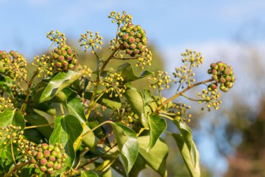 Olgunlaşmamış, sıradan sarmaşıklara (hedera sarmaşık) yakın çekim