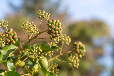 Olgunlaşmamış, sıradan sarmaşıklara (hedera sarmaşık) yakın çekim