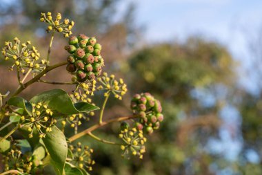 Olgunlaşmamış, sıradan sarmaşıklara (hedera sarmaşık) yakın çekim