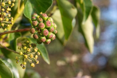Olgunlaşmamış, sıradan sarmaşıklara (hedera sarmaşık) yakın çekim