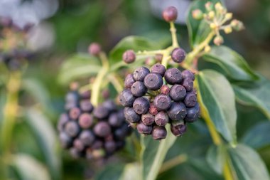 Olgun, yaygın sarmaşık (hedera sarmaşığı), yeşil arkaplanlı meyveleri kapat