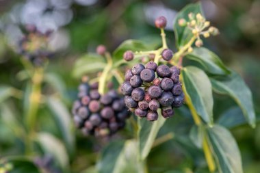 Olgun, yaygın sarmaşık (hedera sarmaşığı), yeşil arkaplanlı meyveleri kapat