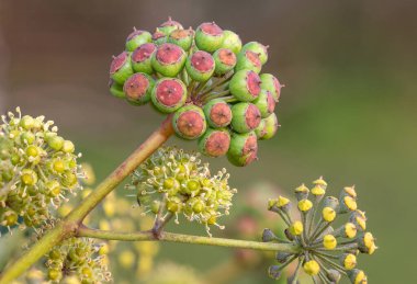 Olgunlaşmamış, sıradan sarmaşıklara (hedera sarmaşık) yakın çekim