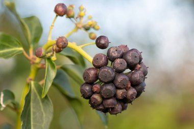 Olgun, yaygın sarmaşık (hedera sarmaşığı) meyvelerini kapat
