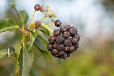 Olgun, yaygın sarmaşık (hedera sarmaşığı) meyvelerini kapat