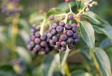 Olgun, yaygın sarmaşık (hedera sarmaşığı) meyvelerini kapat