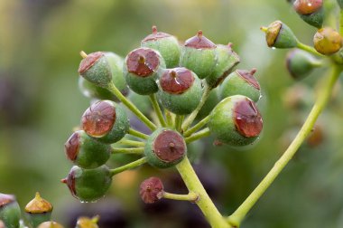 Olgunlaşmamış, sıradan sarmaşıklara (hedera sarmaşık) yakın çekim