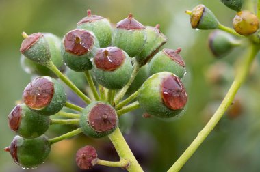 Olgunlaşmamış, sıradan sarmaşıklara (hedera sarmaşık) yakın çekim