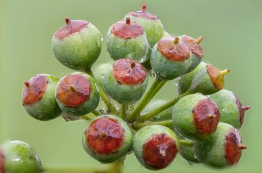 Olgunlaşmamış, sıradan sarmaşıklara (hedera sarmaşık) yakın çekim