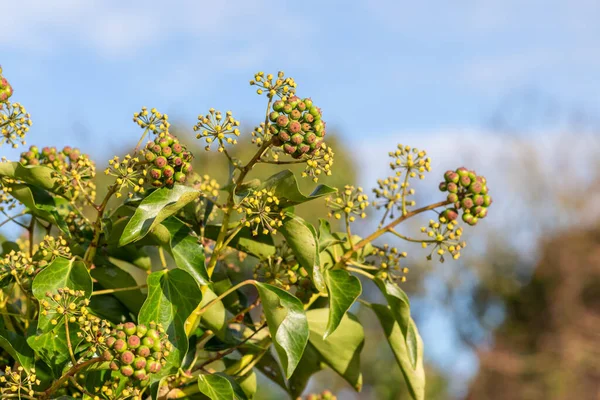 Olgunlaşmamış, sıradan sarmaşıklara (hedera sarmaşık) yakın çekim