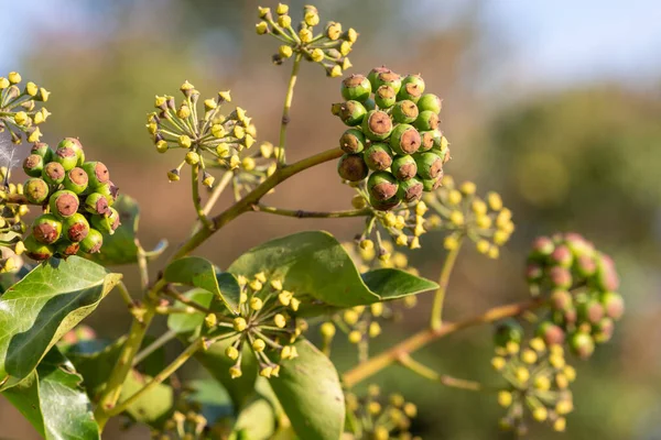 Olgunlaşmamış, sıradan sarmaşıklara (hedera sarmaşık) yakın çekim