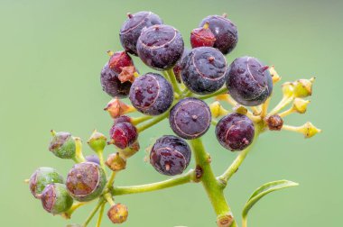 Olgun, yaygın sarmaşık (hedera sarmaşığı) meyvelerini kapat