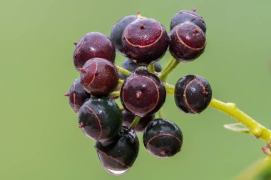 Olgun, yaygın sarmaşık (hedera sarmaşığı) meyvelerini kapat