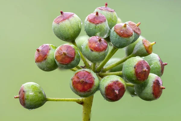 Gros Plan Des Baies Lierre Commun Hedera Helix Non Mûres — Photo