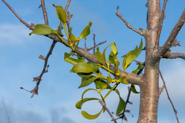 Primo Piano Vischio Album Viscum Albero Mele — Foto Stock