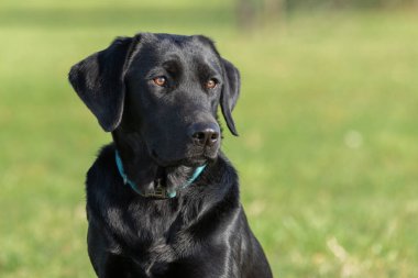 Tarlada oturan sevimli siyah bir Labrador 'un yakın portresi.
