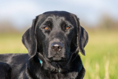 Kameraya bakan sevimli siyah bir Labrador 'un yakın portresi.