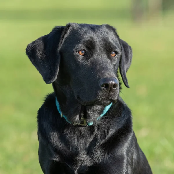 Közelkép Portré Egy Aranyos Fekete Labrador Területen — Stock Fotó