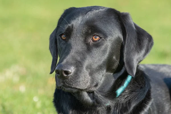 Közelkép Egy Aranyos Fekete Labradorról — Stock Fotó